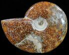 Polished, Agatized Ammonite (Cleoniceras) - Madagascar #59886-1